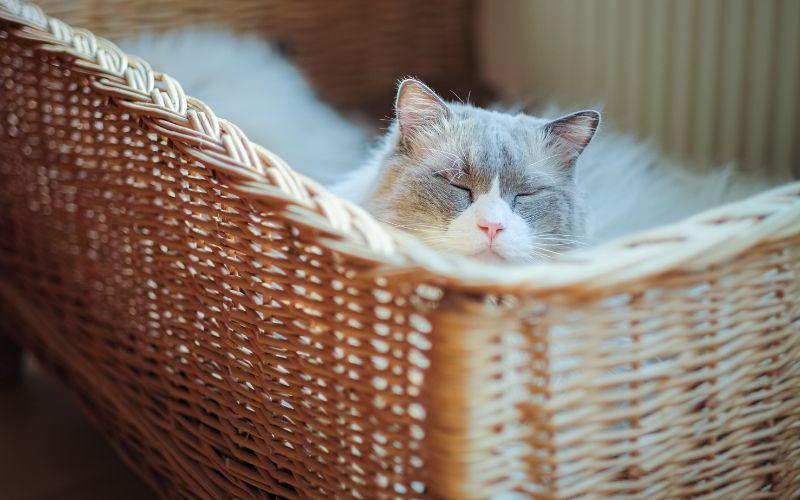 Jak urządzić przestrzeń dla zwierząt.